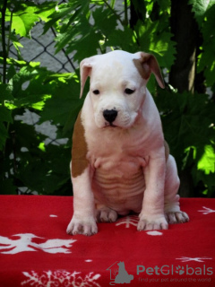 Foto №2 zu Ankündigung № 102378 zu verkaufen amerikanischer staffordshire terrier - einkaufen Serbien 