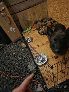 Foto №3. Highland Sheppards Welpen!!!..WhatsApp an mich unter 44 7453 907158. Großbritannien