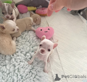 Foto №1. chihuahua - zum Verkauf in der Stadt Bournemouth | verhandelt | Ankündigung № 160521