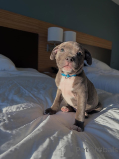 Foto №1. staffordshire bull terrier - zum Verkauf in der Stadt Berlin | verhandelt | Ankündigung № 177906
