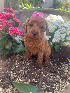 Foto №1. pudel (toy) - zum Verkauf in der Stadt Augsburg | verhandelt | Ankündigung № 166132