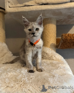 Foto №4. Ich werde verkaufen maine-coon-katze in der Stadt Bellingham. quotient 	ankündigung - preis - verhandelt