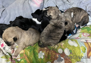 Foto №1. amerikanischer staffordshire terrier - zum Verkauf in der Stadt Samara | 108€ | Ankündigung № 139447