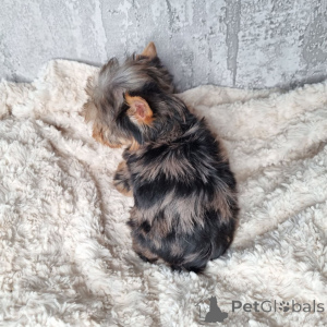 Foto №4. Ich werde verkaufen yorkshire terrier in der Stadt Berlin. quotient 	ankündigung, aus dem tierheim - preis - 550€