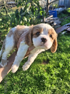 Foto №2 zu Ankündigung № 175524 zu verkaufen amerikanischer cocker spaniel, english cocker spaniel, english springer spaniel, welsh springer spaniel, irish water spaniel, perro de agua español, mastín español, cavalier king charles spaniel, cavalier king charles spaniel, clumber spaniel, russian spaniel, tibet-spaniel - einkaufen Estland quotient 	ankündigung, vom kindergarten, züchter
