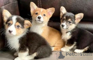 Foto №1. welsh corgi - zum Verkauf in der Stadt Malmo | verhandelt | Ankündigung № 175066