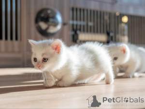 Foto №1. munchkin - zum Verkauf in der Stadt Vadutz | 350€ | Ankündigung № 152070