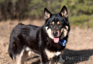 Foto №4. Ich werde verkaufen mischlingshund in der Stadt Moskwa. quotient 	ankündigung - preis - Frei