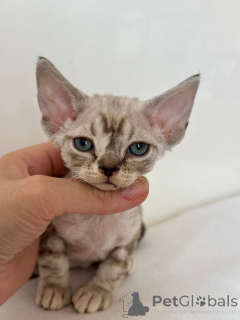 Foto №4. Ich werde verkaufen devon rex in der Stadt New York. züchter - preis - 638€