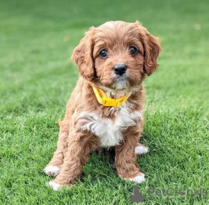 Foto №1. clumber spaniel - zum Verkauf in der Stadt Manila | verhandelt | Ankündigung № 51479