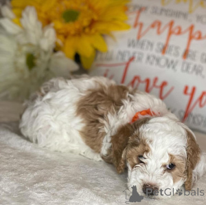 Foto №3. Cavachon-Welpen sind sanfte und liebevolle Begleiter. Niederlande
