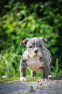 Foto №2 zu Ankündigung № 104063 zu verkaufen american bully - einkaufen Weißrussland vom kindergarten