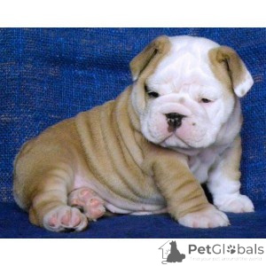Foto №1. englische bulldogge - zum Verkauf in der Stadt Malmo | verhandelt | Ankündigung № 175067