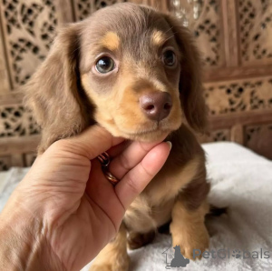 Foto №1. dackel - zum Verkauf in der Stadt Helsinki | 550€ | Ankündigung № 159466