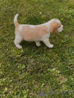 Foto №3. Beagle-Welpen. Serbien