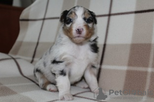 Foto №2 zu Ankündigung № 38209 zu verkaufen australian shepherd - einkaufen Polen quotient 	ankündigung, züchter