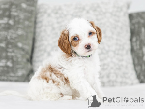 Foto №1. labradoodle - zum Verkauf in der Stadt Badgastein | verhandelt | Ankündigung № 155607