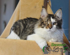 Foto №2 zu Ankündigung № 17627 zu verkaufen maine-coon-katze - einkaufen Russische Föderation quotient 	ankündigung, vom kindergarten, züchter