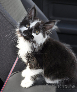 Foto №1. maine-coon-katze - zum Verkauf in der Stadt Chichester | 531€ | Ankündigung № 139147