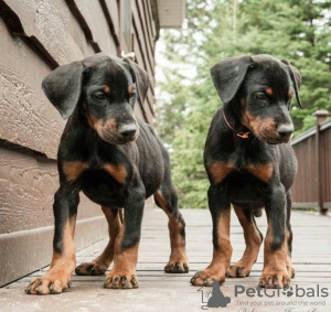 Foto №1. dobermann - zum Verkauf in der Stadt Helsinki | verhandelt | Ankündigung № 108684