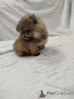 Foto №2 zu Ankündigung № 138966 zu verkaufen pommersche spitz - einkaufen Serbien züchter