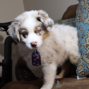 Foto №1. australian shepherd - zum Verkauf in der Stadt Bayerisch Eisenstein | 900€ | Ankündigung № 150536