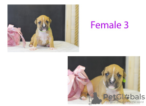 Foto №3. American Staffordshire Terrier Welpen. Weißrussland