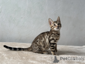 Foto №1. bengal katzenrasse - zum Verkauf in der Stadt Marseille | verhandelt | Ankündigung № 100957