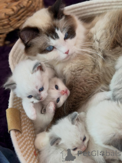 Foto №4. Ich werde verkaufen ragdoll-katze in der Stadt Roermond. züchter - preis - verhandelt