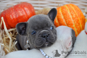 Foto №3. Französische Bulldogge - One Bark Plaza. USA