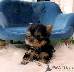 Foto №1. yorkshire terrier - zum Verkauf in der Stadt Springfield | 284€ | Ankündigung № 117689