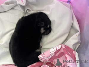 Foto №3. Ich werde den Welpen in guten Händen geben. Weißrussland