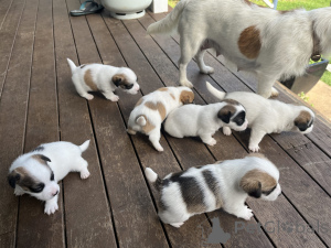 Foto №1. jack russell terrier - zum Verkauf in der Stadt Bortmerbek | 380€ | Ankündigung № 158819