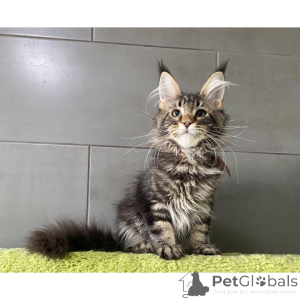 Foto №1. maine-coon-katze - zum Verkauf in der Stadt Keimung | 350€ | Ankündigung № 174405