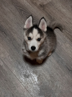 Foto №1. siberian husky - zum Verkauf in der Stadt München | verhandelt | Ankündigung № 179016