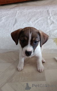 Foto №3. Welpen. Russische Föderation