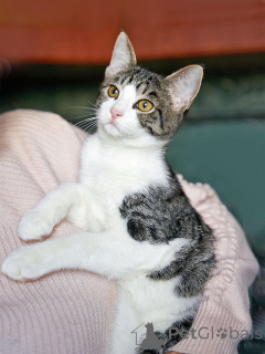 Foto №1.  - zum Verkauf in der Stadt Moskova | Frei | Ankündigung № 164560