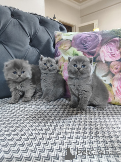 Foto №1. american bobtail - zum Verkauf in der Stadt Стамбул | verhandelt | Ankündigung № 139144