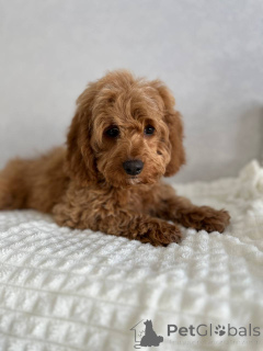 Foto №2 zu Ankündigung № 166825 zu verkaufen mischlingshund - einkaufen Niederlande züchter