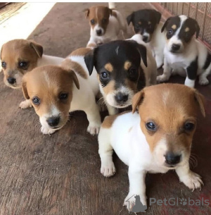 Foto №1. jack russell terrier - zum Verkauf in der Stadt Salzgitter | 159€ | Ankündigung № 129645