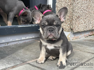 Foto №1. französische bulldogge - zum Verkauf in der Stadt Berlin | 379€ | Ankündigung № 38249