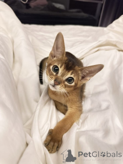 Foto №1. chausie - zum Verkauf in der Stadt Aizlenten | 350€ | Ankündigung № 157795