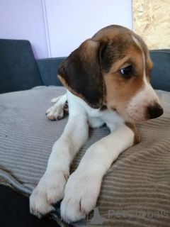 Foto №2 zu Ankündigung № 166243 zu verkaufen russischer jagdhund - einkaufen Deutschland züchter