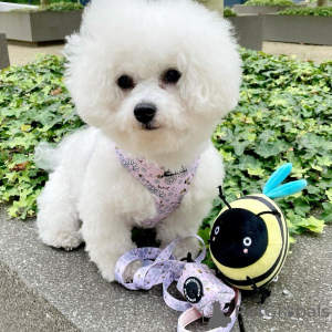 Foto №2 zu Ankündigung № 31542 zu verkaufen  - einkaufen Kuwait quotient 	ankündigung