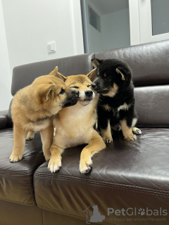 Zusätzliche Fotos: Shiba Inu-Welpen