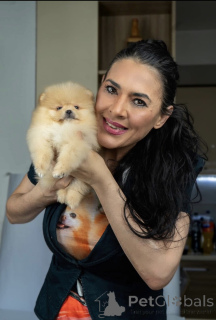 Foto №3. Pomeranian puppies-top litter. Serbien