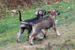 Zusätzliche Fotos: Pfeffer- und Salzriesenschnauzer, Welpen