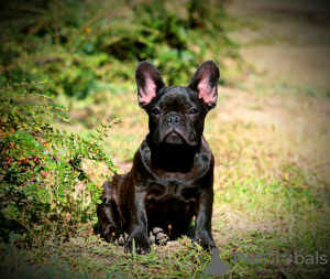 Foto №3. Stammbaum FCI-Junge. Ukraine