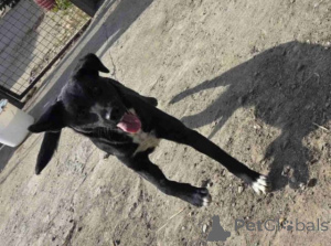 Foto №4. Ich werde verkaufen mischlingshund in der Stadt Beška.  - preis - Frei