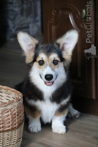 Foto №2 zu Ankündigung № 145718 zu verkaufen welsh corgi - einkaufen Weißrussland vom kindergarten